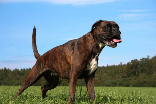 Boxer shortly before the start Purebred female boxer brown brindle