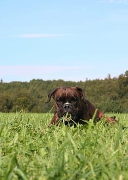 Purebred boxer lying in the grass against a blue sky