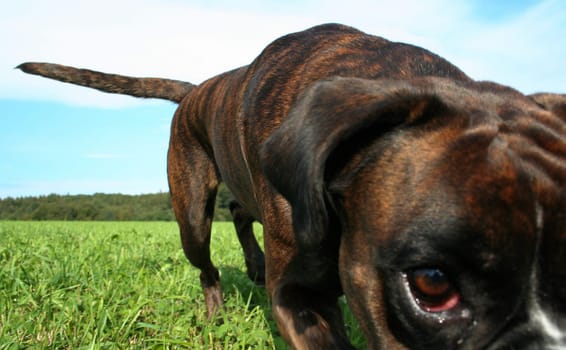 too close to the subject?! Lach