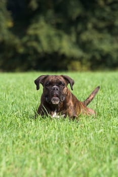Purebred boxer lying in the grass