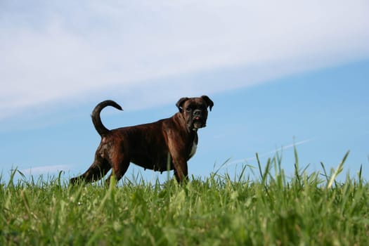Purebred female boxer brown brindle sticks out her tongue