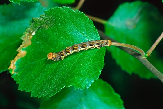 Erannis defoliaria,Greater frost moth,Caterpillar