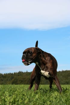 Ätsch II