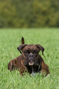 Purebred boxer lies in the grass - looks like she is about to attack