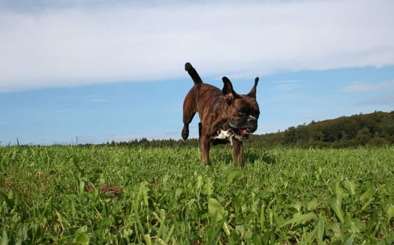 Female boxer has obvious fun in life