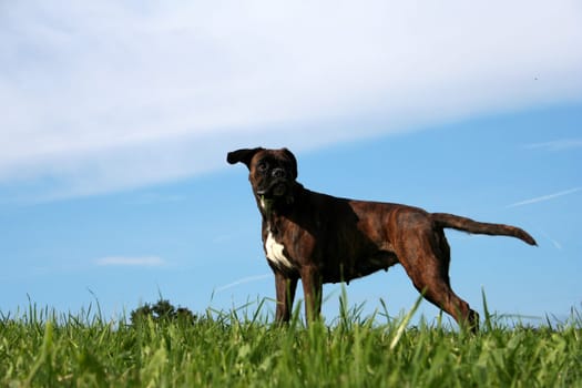 A single drop of water that sparkles on her lips Purebred female boxer brown brindle