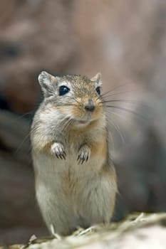 Gerbil