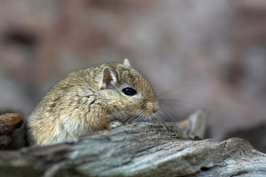 Gerbil
