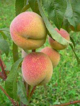 Peaches