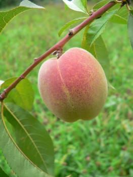 Peach