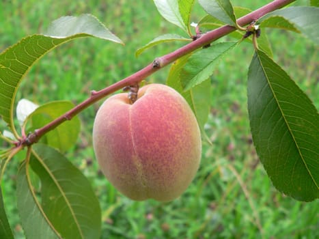 Two peaches