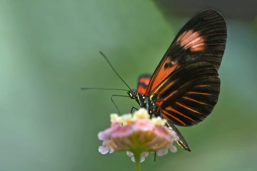 exotic butterfly
