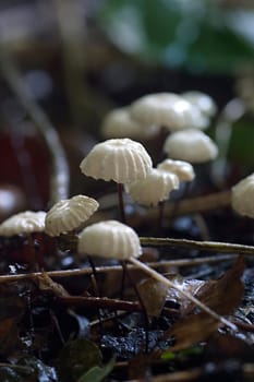 Fungi on forest floor