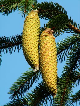 Cone