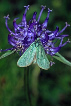 Procris statices, Gemeines Grünwidderchen an Teufelskralle, Phyteuma
