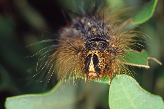 Lymantria dispar,sponge moth,caterpillar