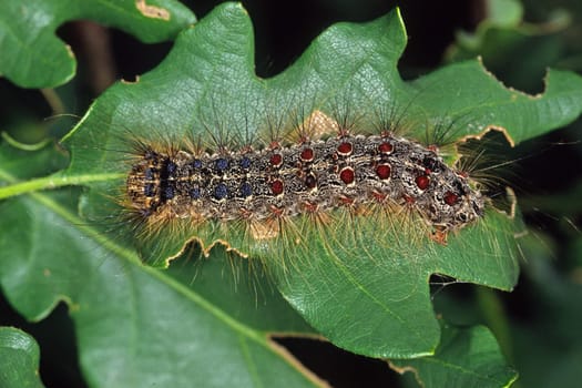 Lymantria dispar,sponge moth,caterpillar