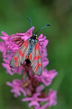 Zygaena filipendulae, Gemeines Blutströpfchen