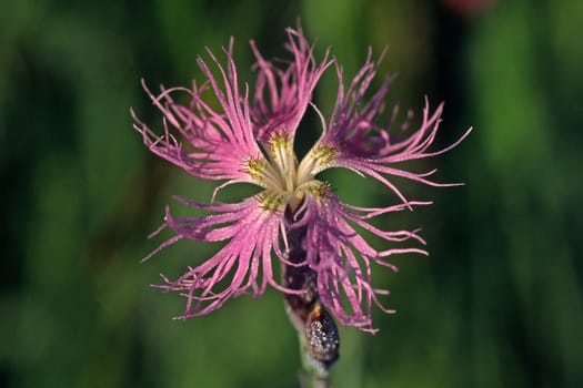 Dianthus superbus,Magnificent Carnation