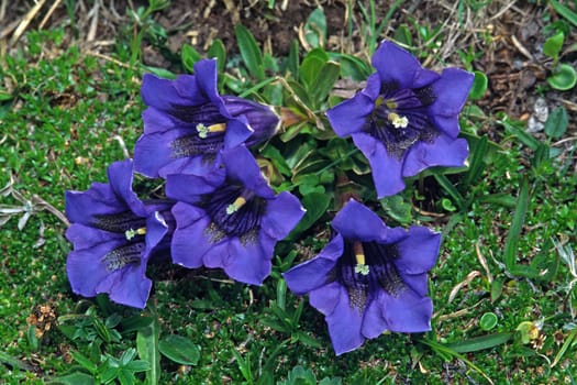Gentiana clusii,Clusius gentian