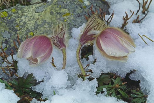 Pulsatilla vernalis,Spring Kitchen,Spring Culinary Clamp