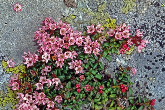 Loiseleuria procumbens,Alpine heather,Alpine azalea,Gamsheide