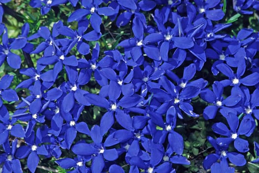 Gentiana verna,Spring Gentian