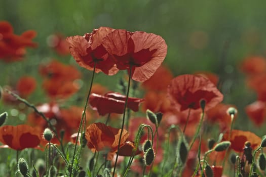 Papaver,poppies in the light
