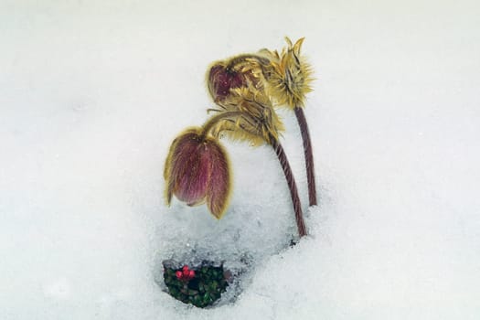 Pulsatilla vernalis,Spring Kitchen,Spring Culinary Clamp