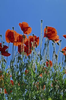 Poppies