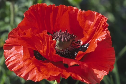 Papaver orientale,Big Jim variety,Turkish poppy