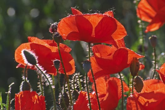 Poppies,Mont Ventoux
