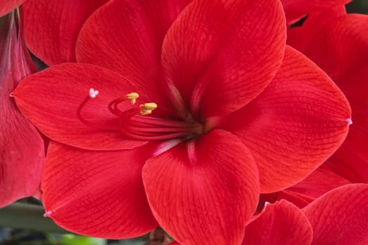 Hippeastrum hybrid,amaryllis,knight's star
