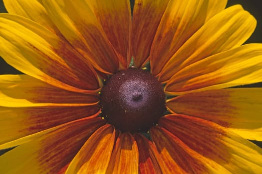 Rudbeckia hirta,Coneflower
