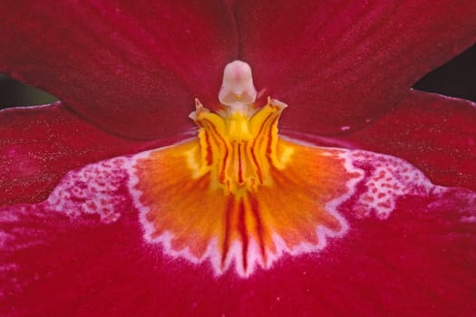 Miltonia-Hybride, Miltonie, Stiefmütterchen-Orchidee