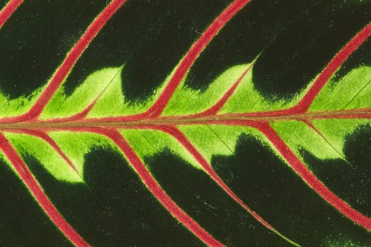 Maranta leuconaria,Marante,Arrowroot,Leaf detail