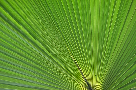 Palm tree,leaf detail