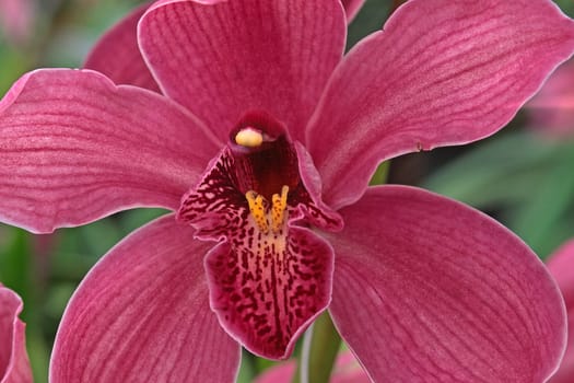 Cymbidium hybrid,Cymbidie (Kahn orchid) (detail)
