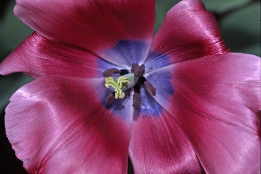 Tulipa,Fred Meijer variety,Triumph tulip