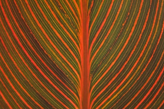 Canna indica,flower cane,leaf detail