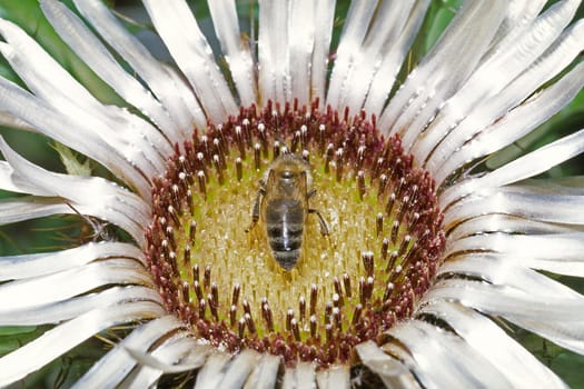 Cirsium acaulis,Stalkless Rowroot,Silver Thistle with Bee (detail)