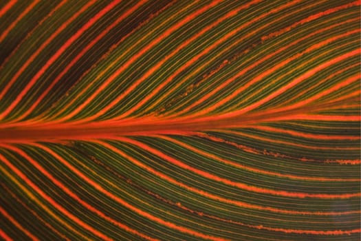 Canna indica,flower cane,leaf detail