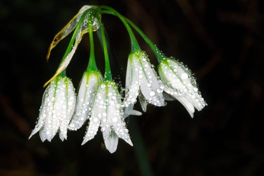 Allium triquetum,bell leek with raindrops,raindrops