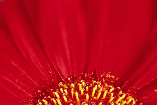 Gerbera, Blütendetail, Pflanzendetail