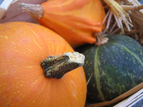 Ornamental pumpkins