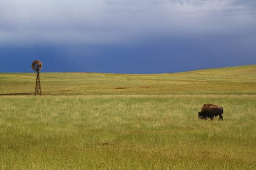 On the way to Zion National Park in the state of Utah,we met this buffalo. For us it was an experience of a special kind,because never before had we seen a buffalo in the wild. LG PeRiTo