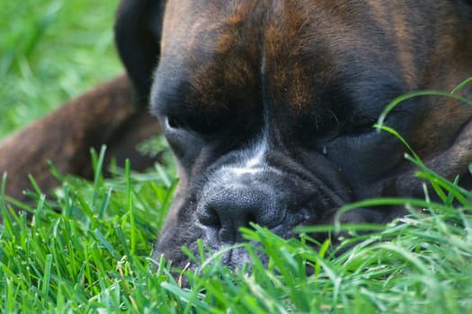 Boxer in close-up - sad mood,looks like she is crying a tear