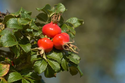 Haws
