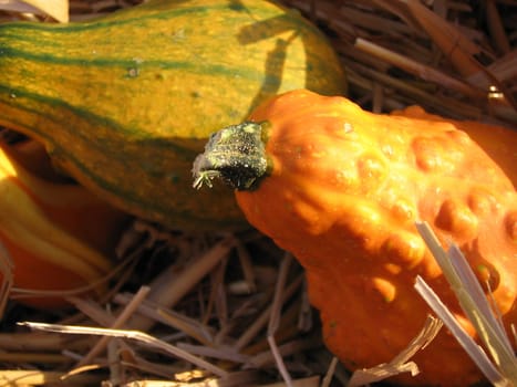 Pumpkin baskets