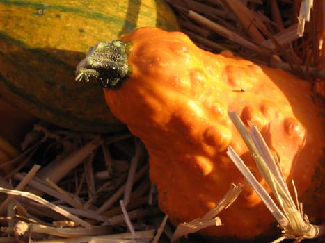 Basket of pumpkins